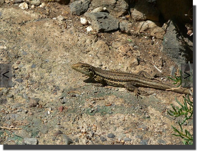 Gallotia galloti eisentrauti